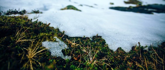 Grass is revealed from the melting snow