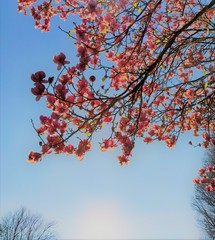 Cherry tree on spring