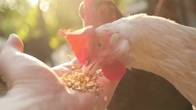 A hand of man feeds a chicken outside. 