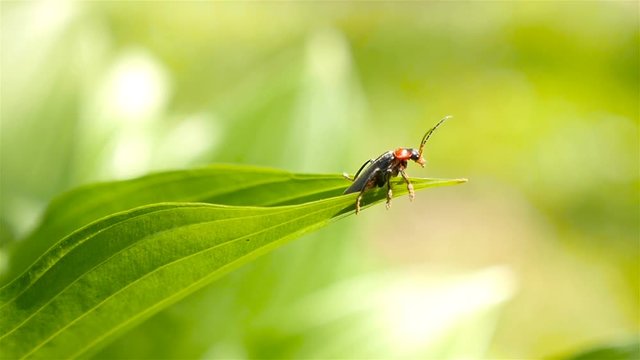 The soldier beetle sits on a green leaf. HD