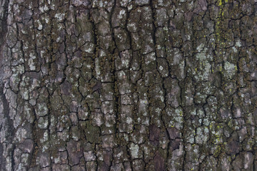 Textura madera árbol