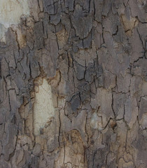 Textura árbol madera
