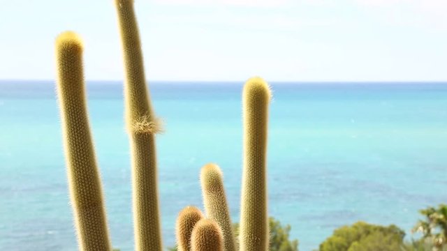 Cacti on the Spanish coast.