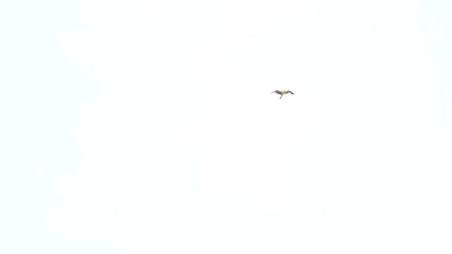 Seagulls flying in the sky over the fortress. Spain Alicante. Fortress of Santa Barbara. HD