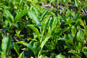 Tea leaves close up, tea plantation