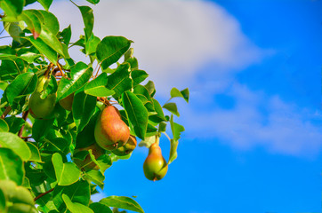 Ripe pears on a branch against a blue sky with clouds. Beautiful natural background. Garden background.