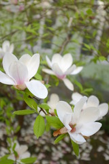 Flowering magnolia branch in the park