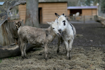 Pets donkey standing bored on dirty grass in zoo with short thin legs