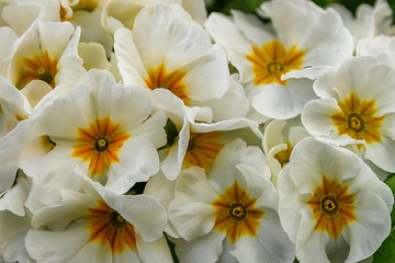 Plakat Primula gessey white with large flowers for garden, parks, balkon, terrasse, rooms. Flower background, wallpaper