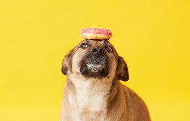Image of trained German shepherd with donut on her head waiting for the order isolated on the...