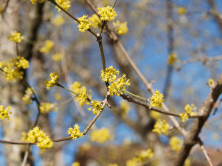(Cornus mas) Kornelkirsche oder Gelber Hartriegel. Makroaufnahme einer Blütendolde. Einzelne Blüte mit vier gelben Tragblättern