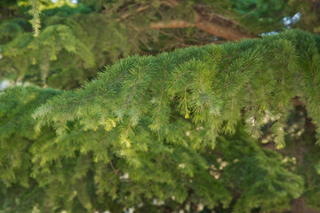 Naklejka na ściany i meble Green pine tree leaves close up.botany a lot of green branches of pine trees blue sky background . green prickly branches of a fur-tree or pin .