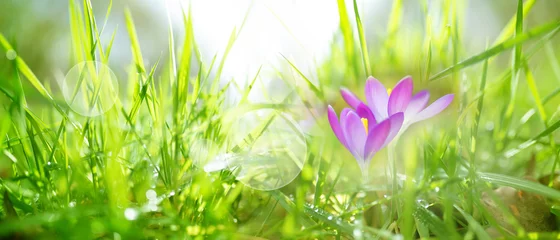 Foto auf Glas Krokusse im Frühling © gudrun