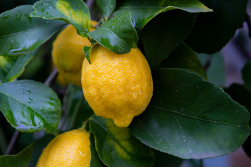 lemon with lemons