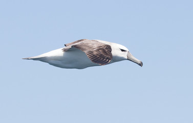 Albatross flying