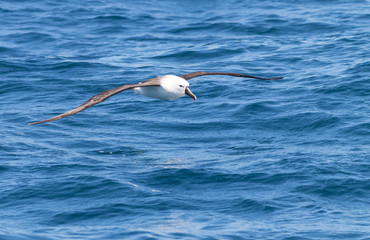 Fototapeta na wymiar Albatross flying