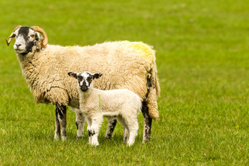 Swaledale Ewe, a female sheep with young lambs at foot.  Yorkshire Dales, UK.  Facing left.  Horizontal. Space for copy.