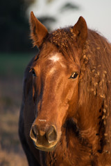 Obraz premium portrait of a horse