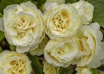 Primula belarina cream. Refined flowers with long blooming for garden, parks, balkon, terrasse, rooms