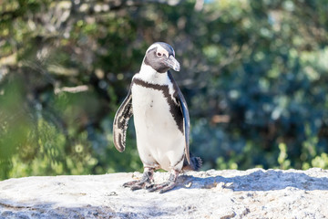 African penguin