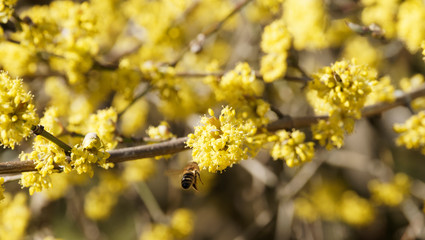 (Cornus mas) Hartriegelblumen die von einer Biene besucht werden, die von Nektar angezogen wird