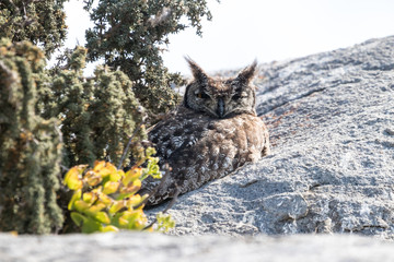 african owl
