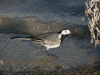 Lavandera