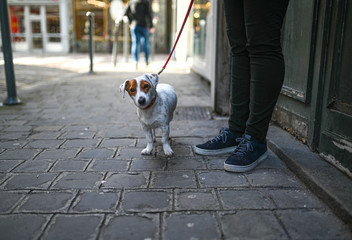 Small jack russel dog on a walk in the city sunny day