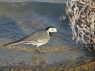 Lavandera
