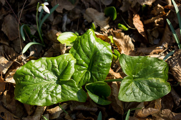 Cuckoopint or Arum maculatum arrow shaped leaf, woodland poisonous plant in family Araceae. arrow shaped leaves. Other names are nakeshead, adder's root, arum, wild arum, arum lily, lords-and-ladies, 
