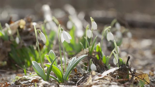 Tender spring flowers snowdrops harbingers of warming symbolize the arrival of spring. White blooming snowdrop folded or Galanthus plicatus with water drops. Light breeze, motion video