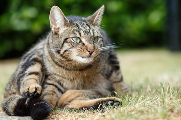 Katzenportrait im Garten