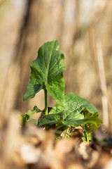Cuckoopint or Arum maculatum arrow shaped leaf, woodland poisonous plant in family Araceae. arrow shaped leaves. Other names are nakeshead, adder's root, arum, wild arum, arum lily, lords-and-ladies, 
