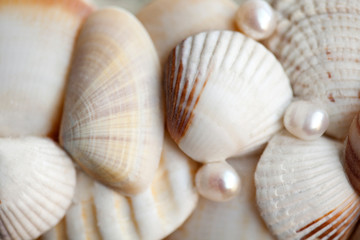 white seashells macro 