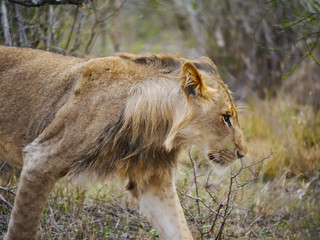 Pride lioness walks through the light bushes in Kruger Nationalpark