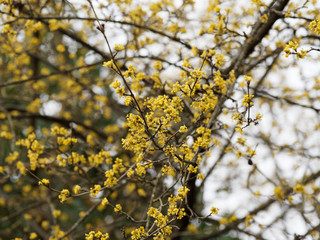 Kornelkirsche oder Gelber Hartriegel (Cornus mas). Blütenstände vor dem Blattaustrieb