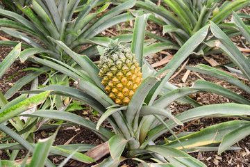 Fototapeta premium Growing ananas plant close up, pineapple plantation