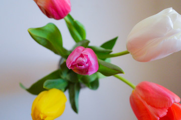 Bouquet of tulips on a white background. Spring flowers. Colored tulips. Mothers day. International Womens Day March 8 A colorful flower background wallpaper of tulips pink, red, white, orange, yellow