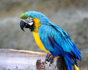 Photo of a blue macaw