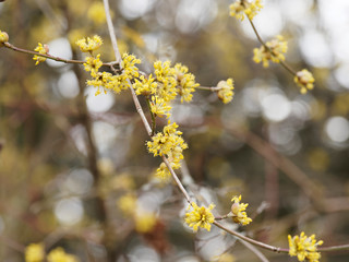 (Cornus mas) Kornelkirsche oder Gelber Hartriegel. Makroaufnahme einer Blütendolde. Einzelne Blüte mit vier gelben Tragblättern