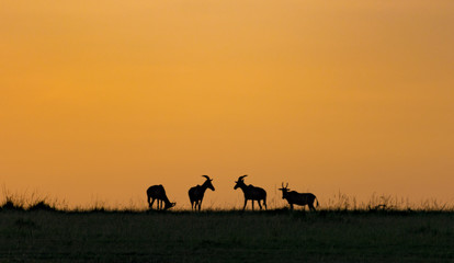 Fototapeta na wymiar Sunrise on the Maasai Mara