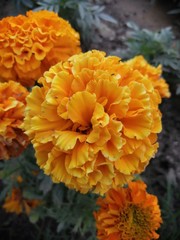 yellow gerberas flower with closeup shot