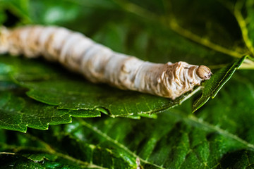 A Bombyx mori alone, silkworm, on green mulberry leaves, the only tree from which it can feed.