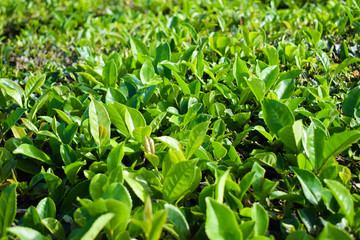 Tea leaves close up, tea plantation