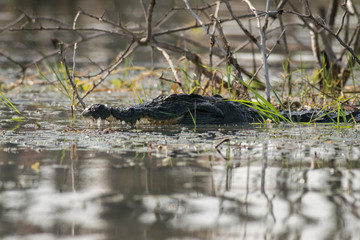 Nile Crocodile (Crocodylus niloticus) with mouth open partially submerged, Lake Baringo, Kenya