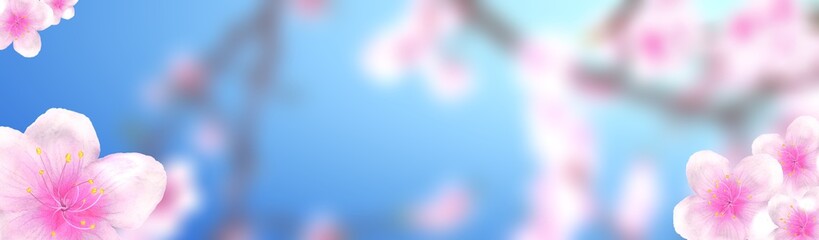 panoramic sakura cherry blossoms 234x60 size website half banner background. 3D Illustration Clip-Art with Floral spring design and copy space in pink, white and blue