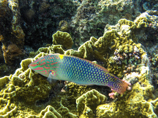 Fototapeta na wymiar tropical fish Red sea