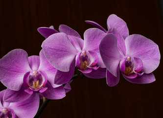 Macro closeup of a beautiful bright pink blue purple dendrobium orchid flower branch plant with green leaves isolated on white