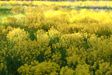 A fragment of a field of blooming mustard.  A play of light and shadow in a sea of yellow flowers.. Close-up, selective focus. Spring background.