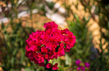 Red Bougainvillea flowers in Tenerife. Floral background. Tropical flowers and blur background.